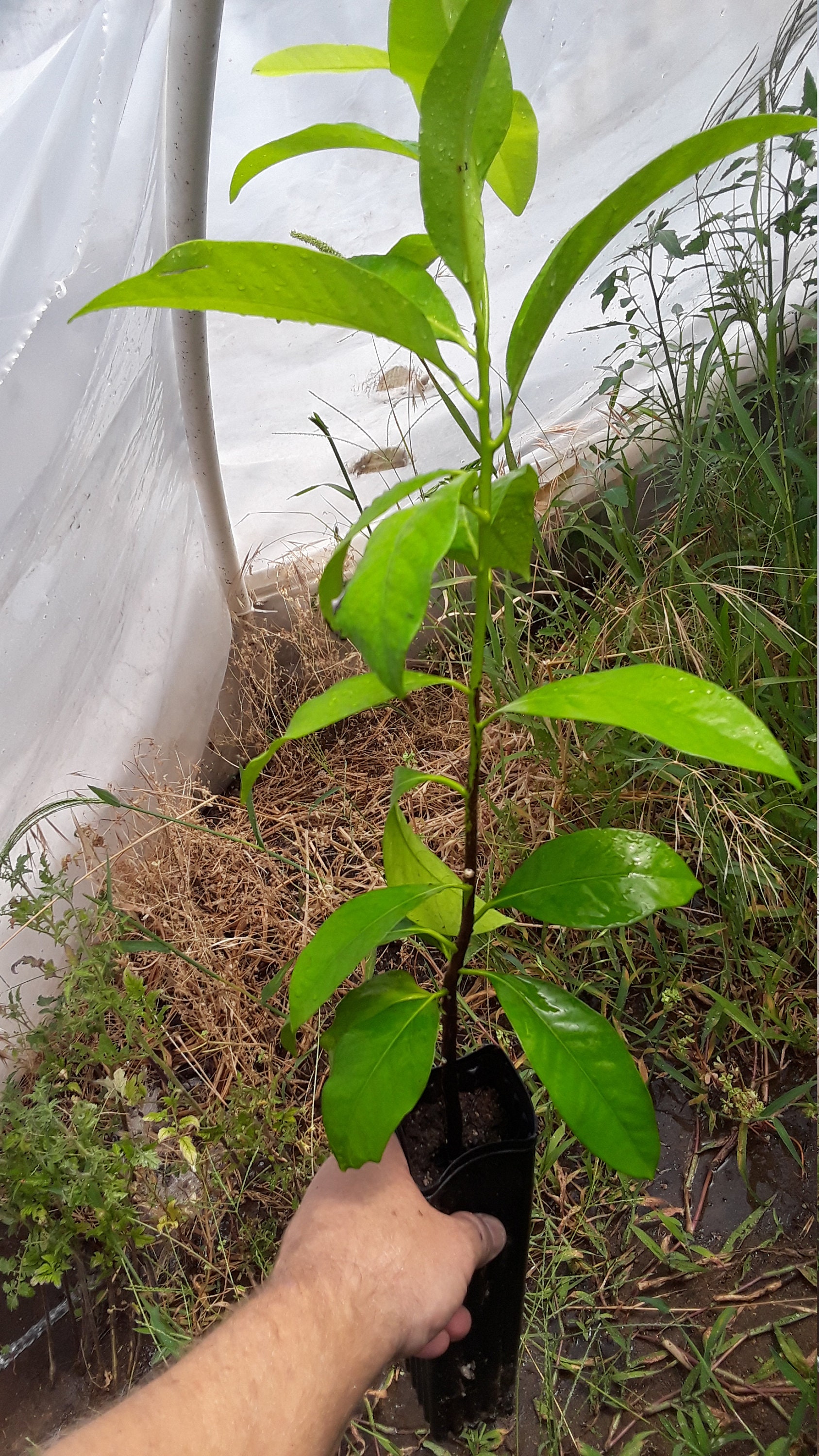 Black Sapote Chocolate Pudding Fruit Tropical Fruit Tree Etsy
