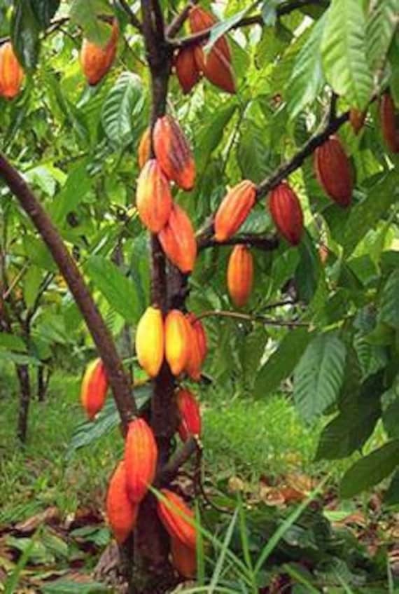 Cocoa Tree Theobroma Cacao L. Tropical Fruit Tree Etsy