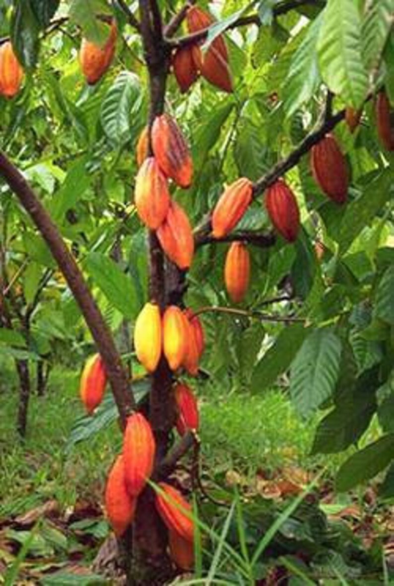 Cocoa Tree Theobroma Cacao L. Tropical Fruit Tree Etsy