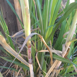 Red Sugar Cane Plant