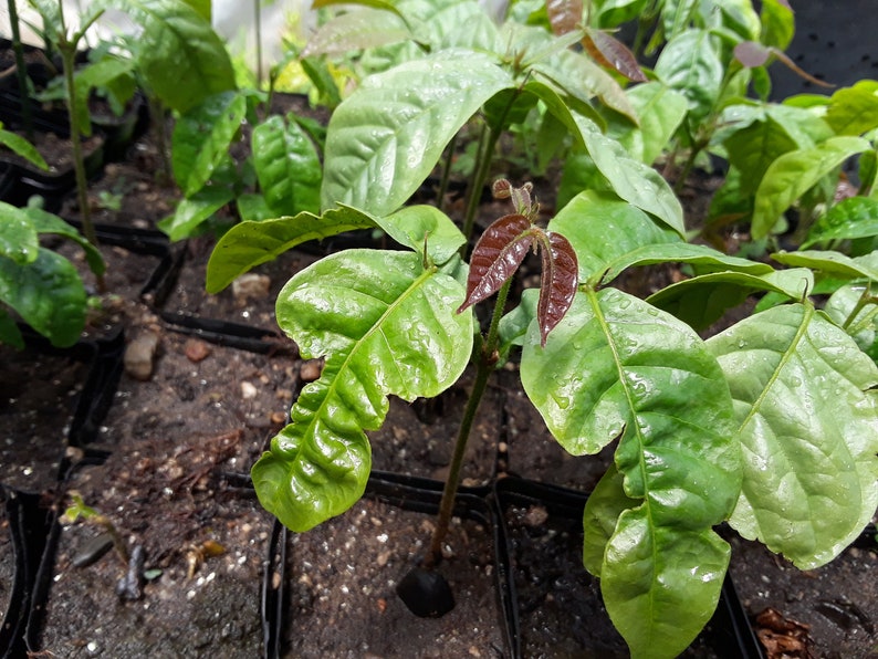 Machete Ice Cream Bean Tree Inga Spectabilis Etsy