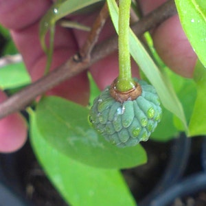 Custard Apple Cherimoya Tropical Fruit Tree