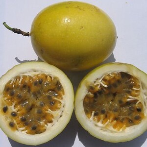 Yellow Passion Fruit Vine Tropical Fruit Plant image 4