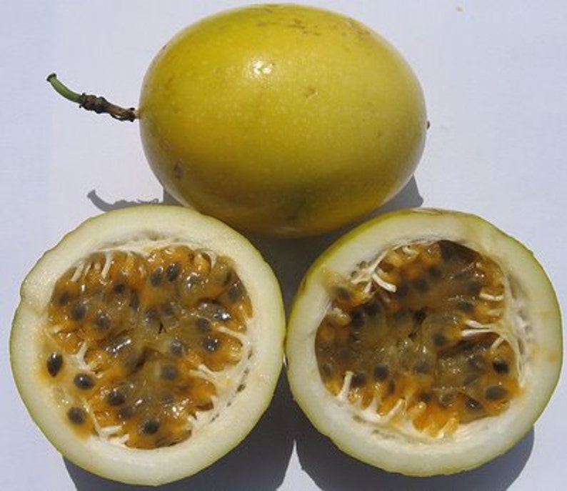 Yellow Passion Fruit Vine Tropical Fruit Plant image 4