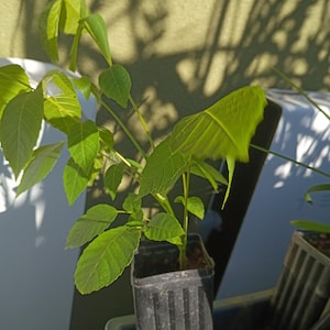 Walnut Tree