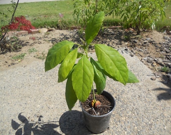 Avocado Tree