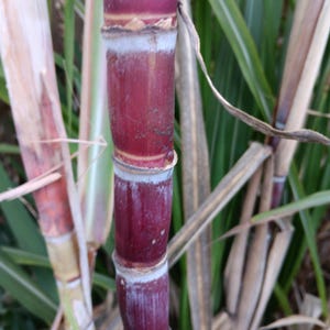 Florida Red Sugar Cane Plant