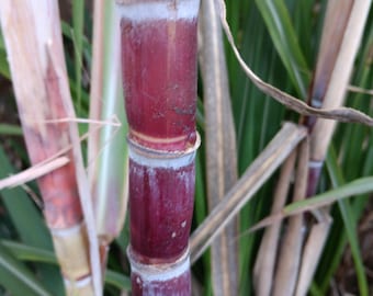 Florida Red Sugar Cane Plant