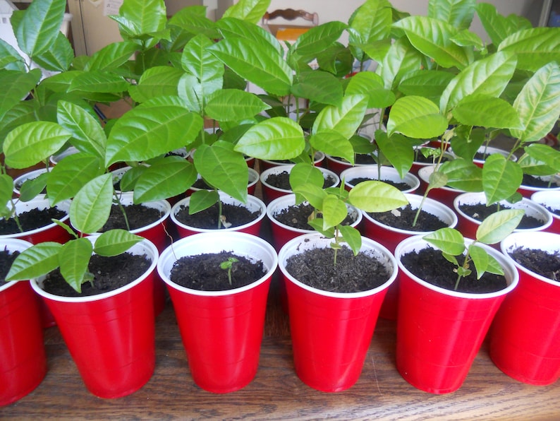 Yellow Passion Fruit Vine Tropical Fruit Plant image 2