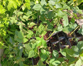 May include: Close-up of several green leafy plants growing in black plastic pots. The plants are densely packed together and have a vibrant green color.