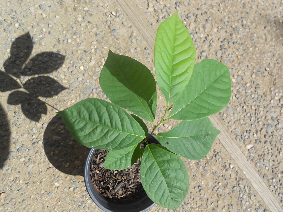 Live Plant Pawpaw Fruit Tree Asimina Triloba - Etsy