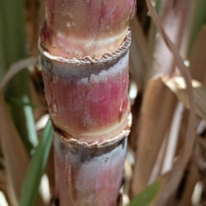 Point Of Java Live Sugarcane Plant