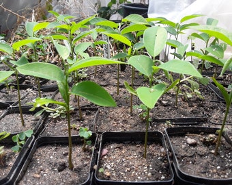 Sugar Apple Tree (Annona Squamosa Tropical Fruit Tree