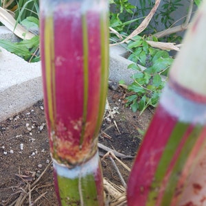 Hilo Buddah Belly Sugarcane Cutting