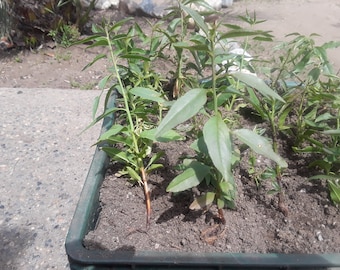May include: A close-up of a green plastic container filled with soil and several small green plants. The plants have long, narrow leaves and are growing in a cluster.