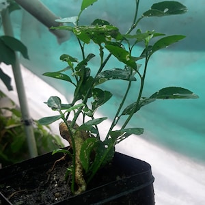 Key Lime Citrus Aurantiifolia Tropical Fruit Tree