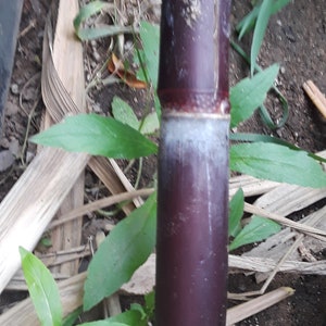 Black Sugarcane Live Plant