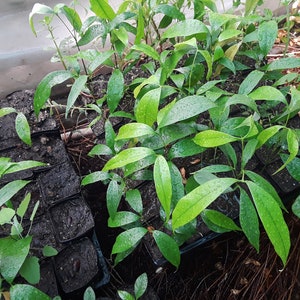 May include: Close-up of several small green plants with large leaves growing in black plastic pots. The plants are in a row and are surrounded by dirt.
