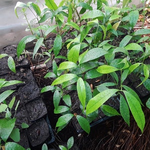 Lychee Tropical Fruit Tree