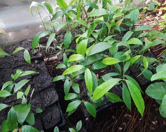 Lychee Tropical Fruit Tree