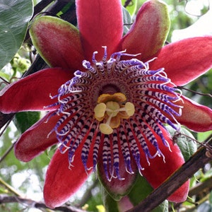 Yellow Passion Fruit Vine Tropical Fruit Plant image 5