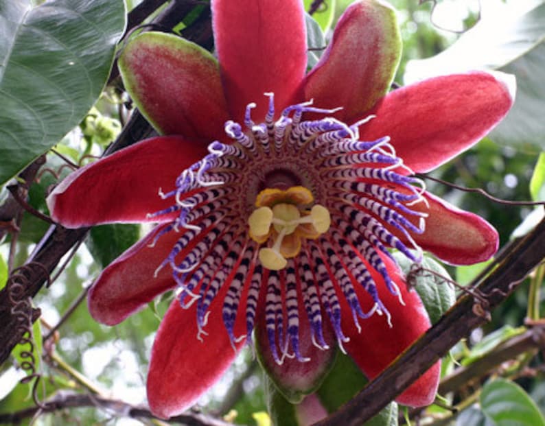 Yellow Passion Fruit Vine Tropical Fruit Plant image 5