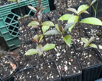 Maylay Apple Tree (Syzygium malaccense) Tropical Fruit Tree