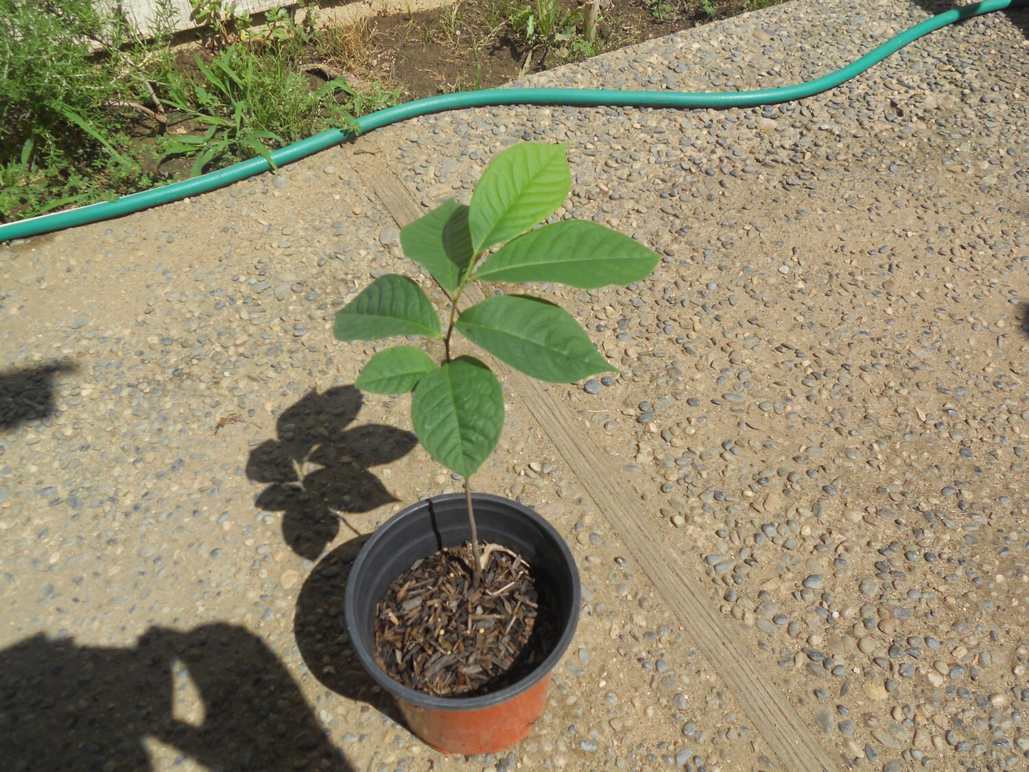 Live Plant Pawpaw Fruit Tree Asimina Triloba - Etsy