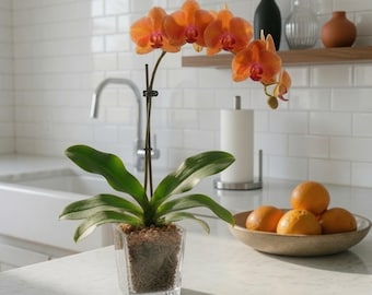 Live Mini Orange Orchid in Vase, Sunstone Crystal Accent, Desk Plant & Gift