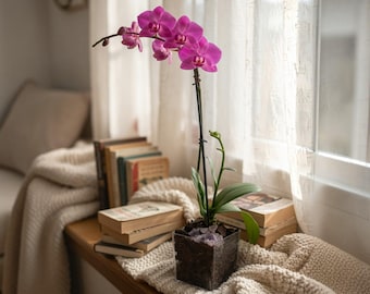 Live Mini Purple Orchid in Vase, Amethyst Crystal Accent, Desk Plant & Gift