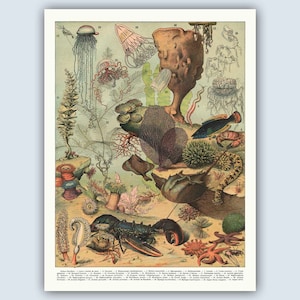 Vintage Ocean Life Cartel francés, Arte de la pared de la vida marina, decoración de la pared náutica