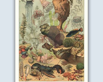 Vintage French Ocean Life Poster, Sea Animals Wall Art