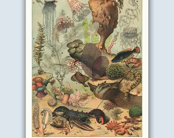 Vintage Ocean Life French Poster, Sea Life Wall Art, Nautical Wall Decor