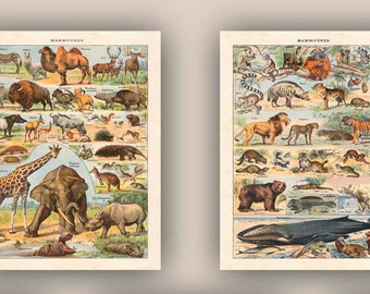 Mammals For Kids, French Poster, Animal Lover Gift, Educational Posters, Set of 2 Prints