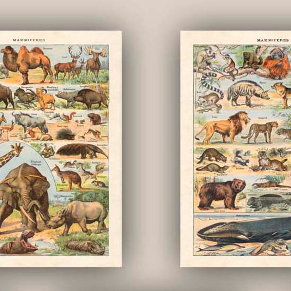 Mammals For Kids, French Poster, Animal Lover Gift, Educational Posters, Set of 2 Prints