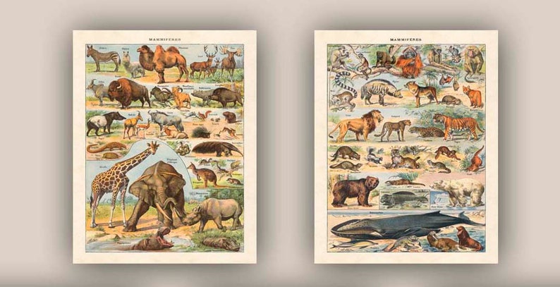 Mammals For Kids, French Poster, Animal Lover Gift, Educational Posters, Set of 2 Prints image 1