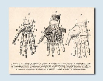 Stampa vintage di anatomia della mano, arte dello scheletro umano