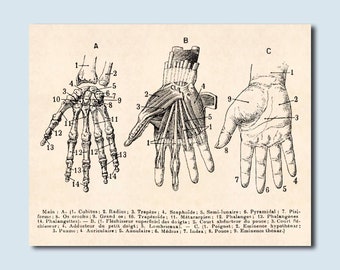 Hand Anatomy Print, Human Hand Skeleton, Medical Student Gift, Hand Bones