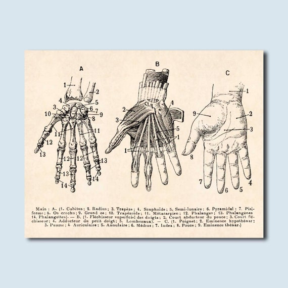 Hand Anatomy Print Human Hand Skeleton Medical Student Gift Etsy