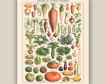 Vintage French Vegetable Print, Botanical Kitchen Art
