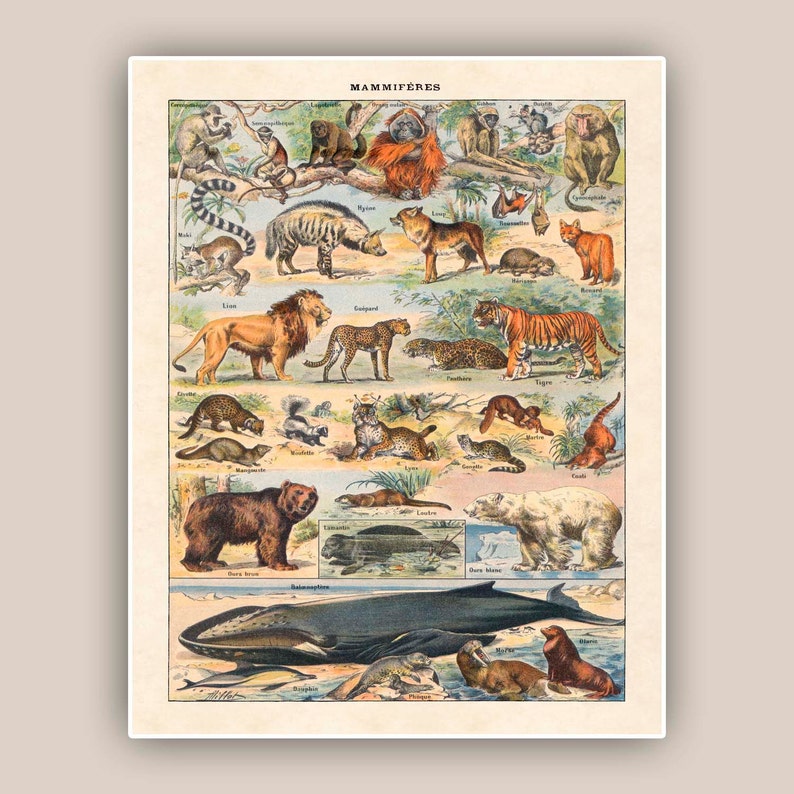 Educational Art Botanicals Posters Natural Science Prints Etsy