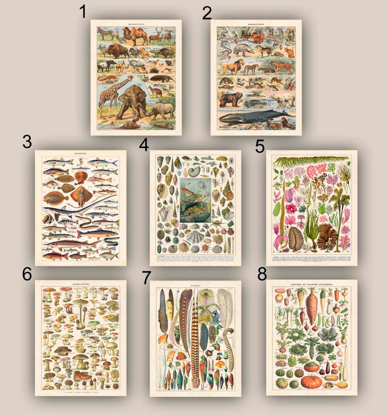 Educational Art Botanicals Posters Natural Science Prints Etsy