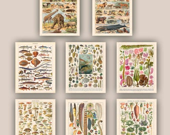Set di stampe botaniche, arte didattica di scienze naturali, 11x14
