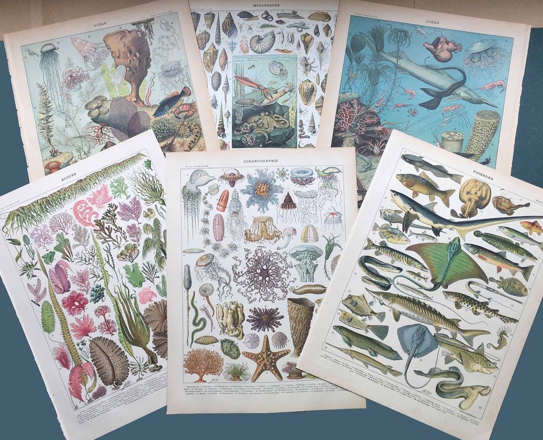 Set of 6 Original French Larousse Dictionary Pages, Sealife Vintage