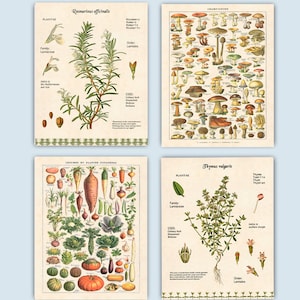 Kitchen Wall Art, French Kitchen Decor, Culinary Gifts, Restaurant Decor, Botanical art