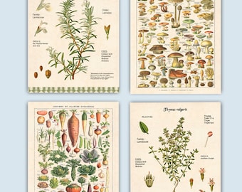 Stampe artistiche botaniche per la cucina francese, set di 4