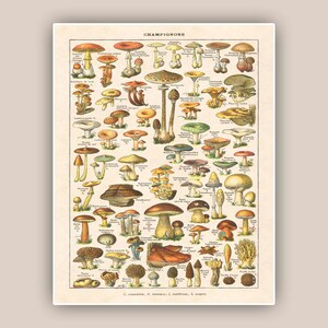 Mushroom Art Print, Kitchen Wall Art, French Kitchen Decor, Vintage Mushroom