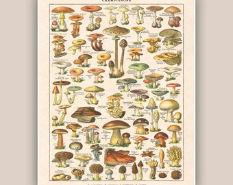 Mushroom Art Print, Kitchen Wall Art, French Kitchen Decor, Vintage Mushroom