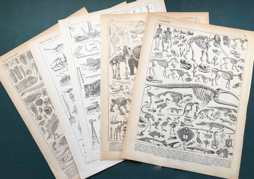 Original French Larousse Dictionary Pages Set of 5 Vintage - Etsy