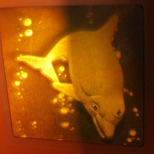 Delfin Rare Vintage AGC Sticker Zone Hologramm-Aufkleber - 80er Jahre holographisch Ozean Sammlerstück